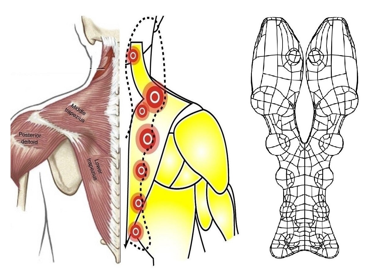 Trapezius trigger point map aligned with contoured massage nodes